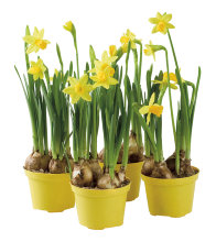 Påskelilje Narcissus tête à tête 9 cm potte